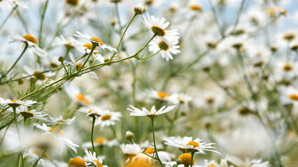 field daisies. chamomiles on summer day. white wild flower. Collecting pharmacy chamomile for...