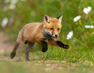 Fototapeta premium Baby red fox