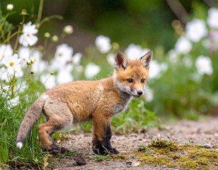 Fototapeta premium Baby red fox