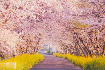 
Cherry blossom tunnel with canola flowers along a rural road at sunrise