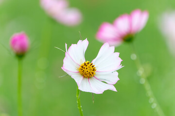 Obraz premium 緑の背景に咲く白とピンクのコスモスの花のクローズアップ