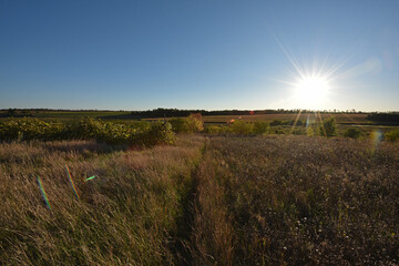 old abandoned vineyard at sunset. Nature, a village garden, dry grass, autumn season. Wine industry, decline, abandonment, unkempt vines. Beautiful landscape outside the city. Warm sunny weather