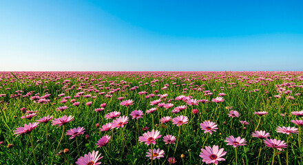 Vast field of pink flowers under clear blue sky