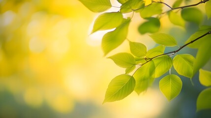 Obraz premium Bright sunlight illuminates delicate green leaves on a tree branch.