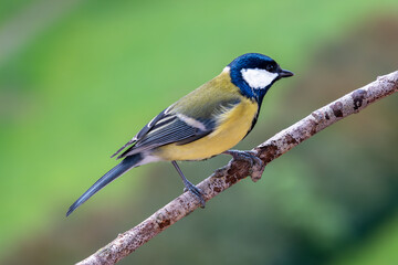 Sikorka bogatka (Parus major)