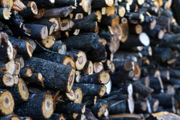 Firewood close-up. Preparing firewood for the winter, preparing for the heating season. tree trunks in nature. many cut tree trunks. Front view. Natural background.