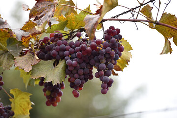 Dark grapes in vineyard with leaves. A bunch of blue grapes, wine industry. Juicy ripe berries on the vine. Close-up of the bunch. Autumn season, harvest.