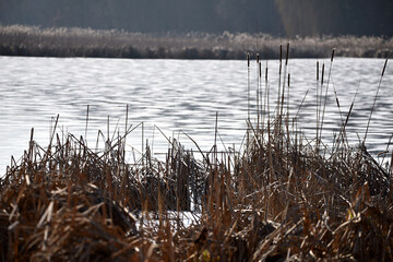 Typha close-up. Phragmites australis. photo with dry Reeds, Typha Latifolia, also called bulrush, reedmace, cattail or corn dog grass, on the shore of the frozen lake. autumn season. winter time
