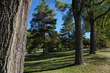 Fototapeta premium View of the park on a beautiful day