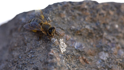 European honey bee. Beneficial insect. Pollen on legs. Garden pollinator. Bees produce fresh, healthy, honey. Beekeeping concept. macro photo. close-up. isolated. space for text
