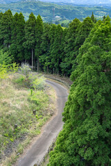 Fototapeta premium Forest Path in Kirishima Shinwa no Sato Park, Kyushu, Japan, Showing Mountain Forest Hiking Landscape