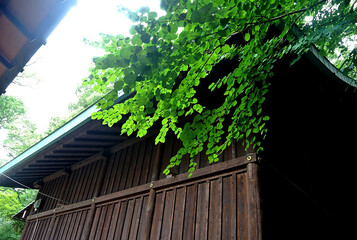 木造建築と新緑の葉が調和する日本の夏の風景