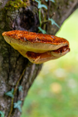 Bright orange mushroom growing on a tree trunk in a lush forest during a sunny afternoon