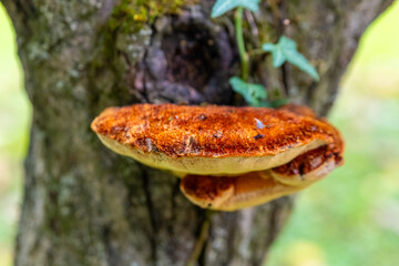 Close-up view of a vibrant mushroom growing on a tree trunk in a lush forest during daytime