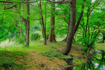 公園の中にある水辺に生い茂る木々と緑に輝く葉
