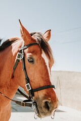 Fototapeta premium Close-up photograph of a chestnut horse looking directly at the lens.