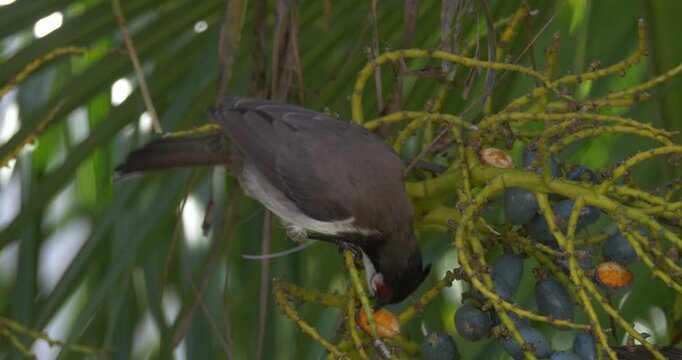 Red Whiskered Bulbul bird eating seeds of palm tree - unedited C4K HLG 