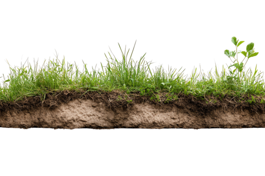 A cross-section of soil with green grass and a small plant, showcasing the beauty of nature and the importance of soil in nurturing life.