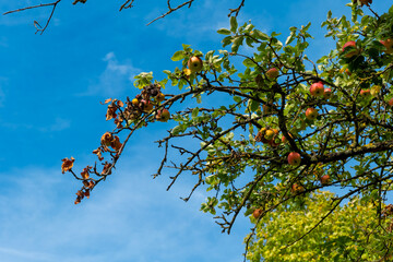 Captivating apple tree branches reach skyward under a bright blue sky on a sunny autumn day