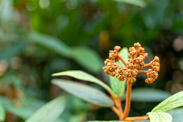 Beautiful close-up of a blooming plant with small golden flowers against a lush green backdrop in a serene garden setting