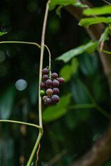 village life in giresun