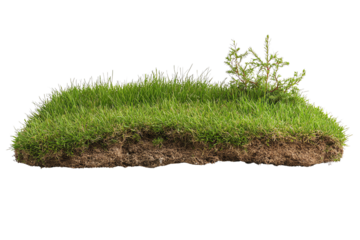 A lush patch of grass and soil with delicate plants, showcasing the beauty of nature in a detailed, vibrant manner, ideal for landscaping concepts.