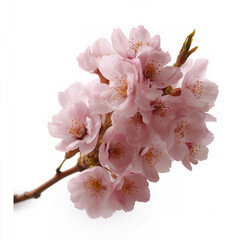 Beautiful Pink Cherry Blossom Branch on White Background