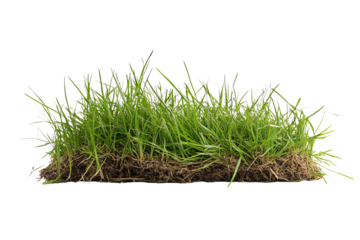 A lush patch of green grass, showcasing vibrant blades, perfect for natural landscaping or gardening projects, isolated on a white background.
