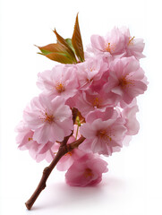 Beautiful Pink Cherry Blossom Branch on White Background