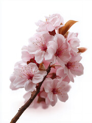 Spring Sakura Flowers Blooming in Soft Light