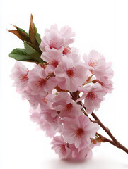 Beautiful Pink Cherry Blossom Branch on White Background