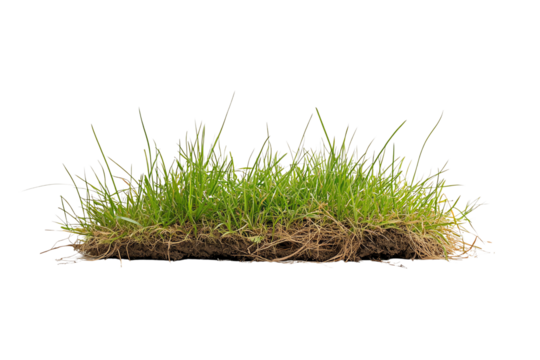 A patch of vibrant green grass isolated on a white background, showcasing the delicate blades and roots in detail, perfect for nature-themed projects.