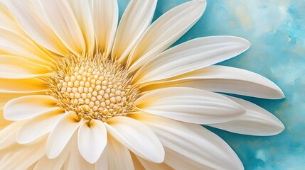 Macro vibrant creamy white gerbera daisy on turquoise backdrop close up shot