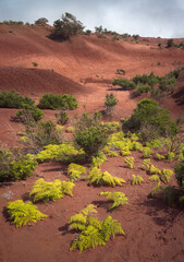 Vivid Green Ferns Contrast With the Rich Red Earth of Agulo in La Gomera, Spain
