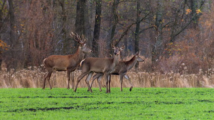 A red deer with a doe and a grown fawn during the mating season stand in a field with green grass in autumn.