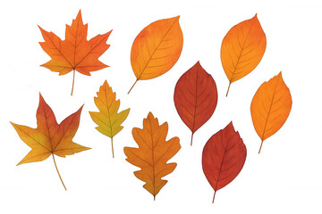 Autumn leaves set, different fall foliage types, vibrant orange, yellow, and red colors, transparent background