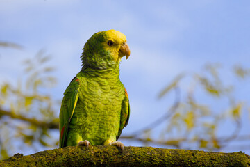 Yellow-headed amazon perching on a tree branch captured close-up