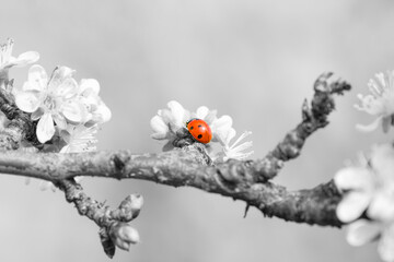 Close-up of red ladybug on monochrome flowering branch creating strong visual contrast