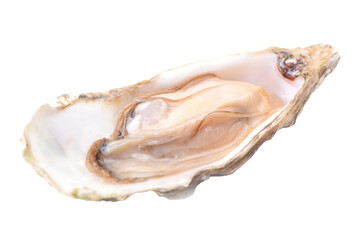 Fresh oysters on a white background isolated