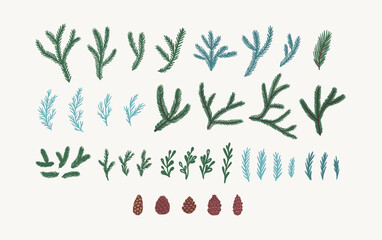 Set of isolated coniferous branches, twigs, leaves and pine cones. Hand drawn vector illustration of botanical elements. Winter forest plants. Evergreen tree parts for greeting card, invitation, print