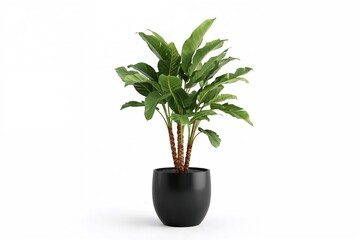 Obraz premium Black pot holding a Pachira aquatica plant against a white backdrop, isolated.