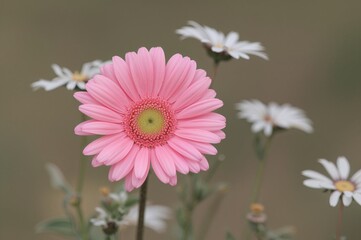 Obraz premium Gerber flower in pink hue