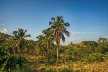 Tropical tree plantation