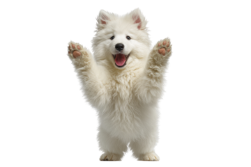 Playful white puppy with paws raised