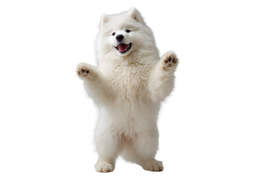 White dog with paws up, joyful expression