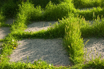 Sunlit concrete tiles with dense green grass growing through the seams, showing a long-abandoned,...