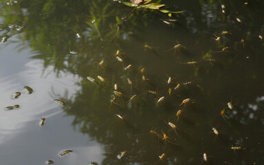 A school of tiny fish swimming in shallow clear water reflecting green foliage and blue sky above