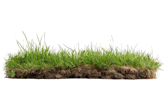 Fresh green grass with rich soil, isolated on a white background, perfect for lawn care, gardening, and landscaping imagery.