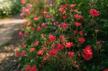 Bright scarlet blossoms in a lush garden setting