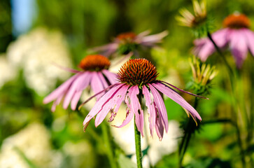 Delicate Purple coneflower blooming in summer garden with vibrant green background. Close-up macro flower shot, soft natural light, shallow depth of field, outdoor garden scene, romantic mood,